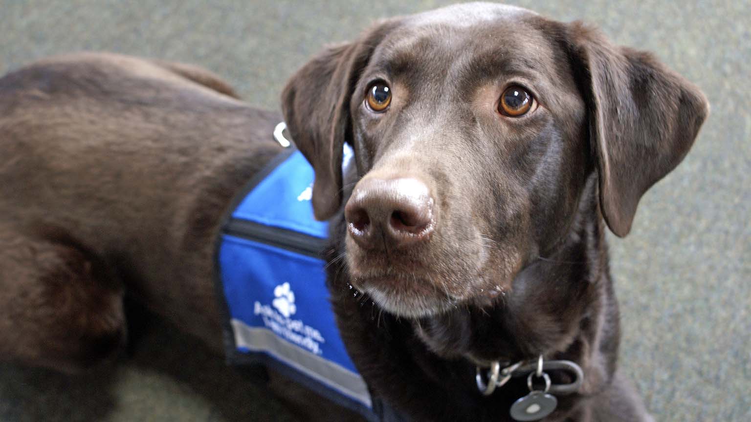 How Psychiatric Service Dogs Provide Support for Mental Health